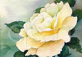 Rose by Thomas S. Chapman_ORIGINAL Original watercolor painting of an open yellow rose highlighted with warm light.